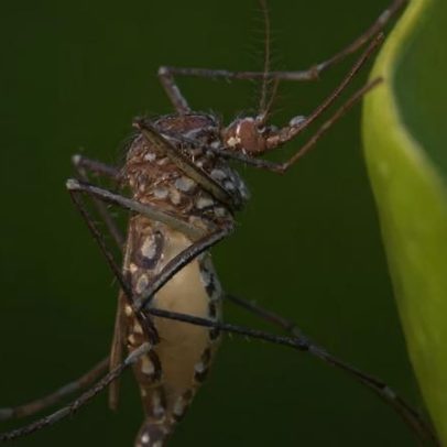 Google solicita permissão para liberar 32 milhões de mosquitos infectados