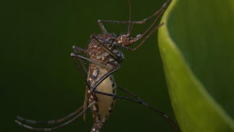 O Google solicitou permissão para liberar 32 milhões de mosquitos infectados. Eles vêm fazendo isso há anos, mesmo que você não tenha percebido.
