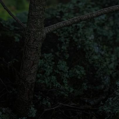 Diário de campo: árvores que crescem em outras árvores