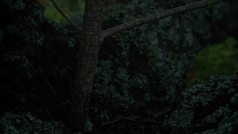 Diário de campo: árvores que crescem em outras árvores