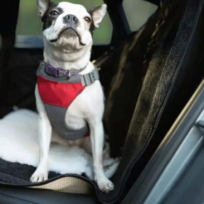 Transporte seguro de pets em veículos, dicas para evitar acidentes