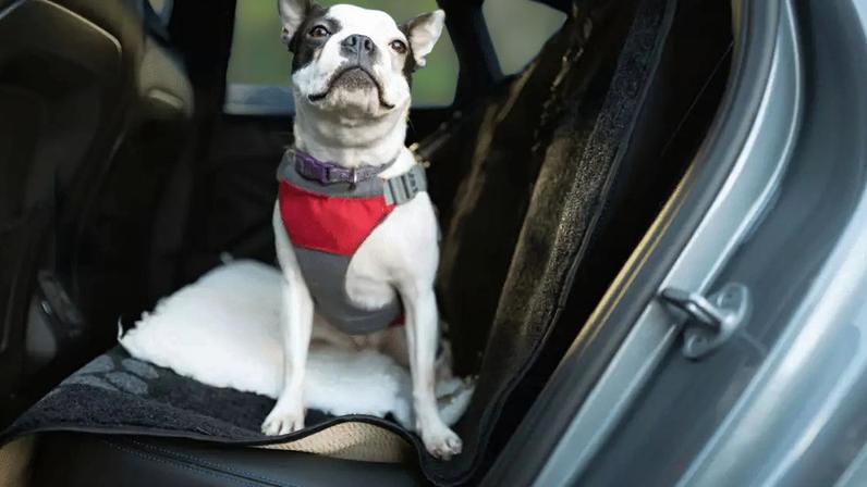 Cuidados simples ajudam a garantir a segurança do animal e do tutor em viagens de carro