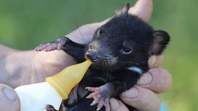 A Tasmanian devil joey being bottle fed