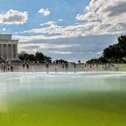 Algas impedem Trump de deixar piscina refletora azul da bandeira americana