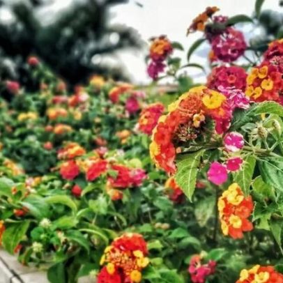 Planta que floresce o ano todo substitui gerânios e petúnias