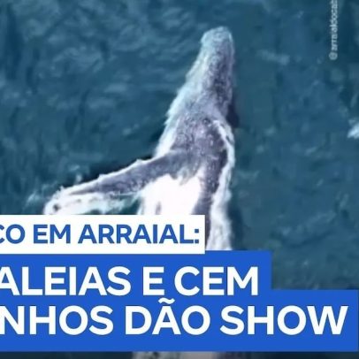 Golfinhos e baleias jubartes fazem show histórico em Arraial do Cabo