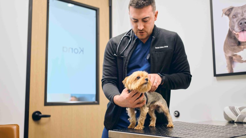 Saúde animal conecta produtividade, bem-estar e sustentabilidade