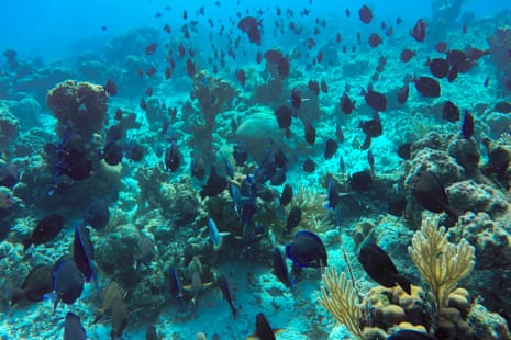 Blue tangs on a reef in the Bay of Pigs, Cuba. Lack of environmental awareness, invasive species and the climate crisis have long presented a threat to Cuba’s pristine marine ecosystem