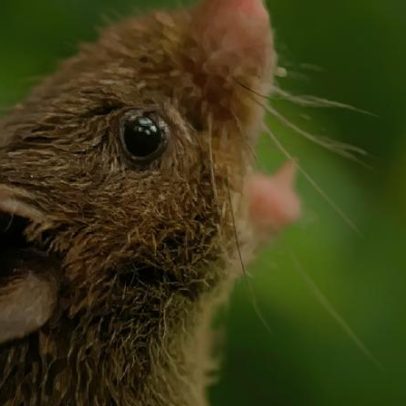 Descoberta explica por que roedores simulam fala humana com precisão