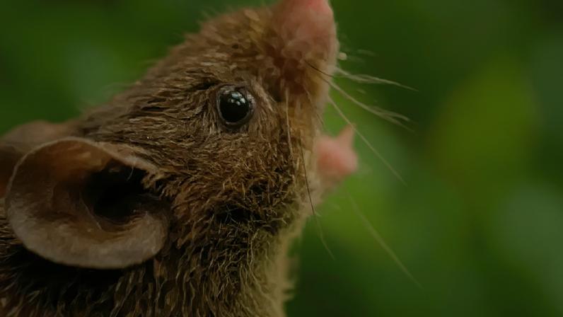 Alston S Singing Mouse