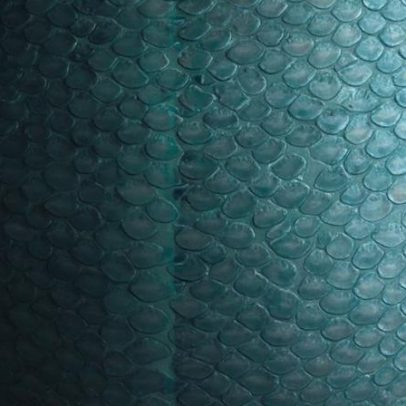 Por que os peixes não têm pelos: adaptação ao ambiente aquático