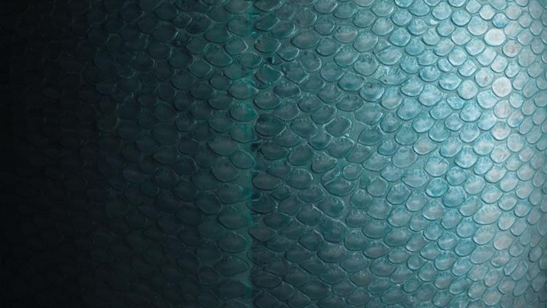 Peixes, focas e baleias vivem na água, mas suas coberturas corporais não são variações de um mesmo projeto, pois a evolução não tem projeto e simplesmente trabalha com o que já existe. liudmila_selyaninova / shutterstock