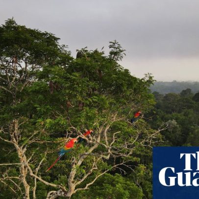 Ecossistemas podem falhar: impactos e causas