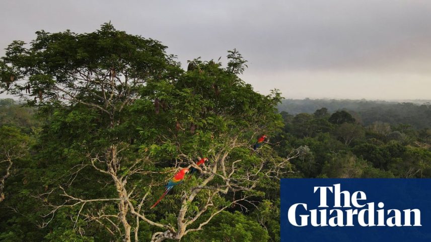 Macaws above the Amazon rainforest in Manaus, Brazil. Photograph: Bruno Kelly/Reuters