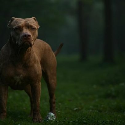 Projeto de lei em GO propõe uso obrigatório de focinheira para pit-bulls