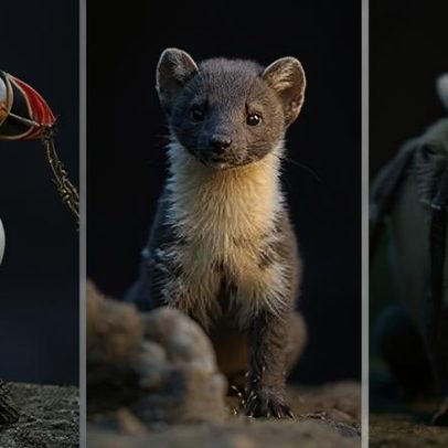 Puffin e abelha, entre 18 criaturas, são escolhidos para estampar cédulas