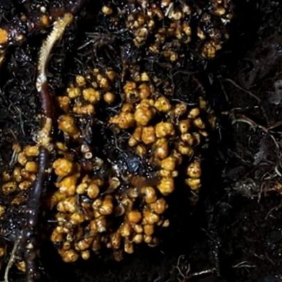 Redes subterrâneas de fungos passam de 100 quatrilhões de km, aponta estudo