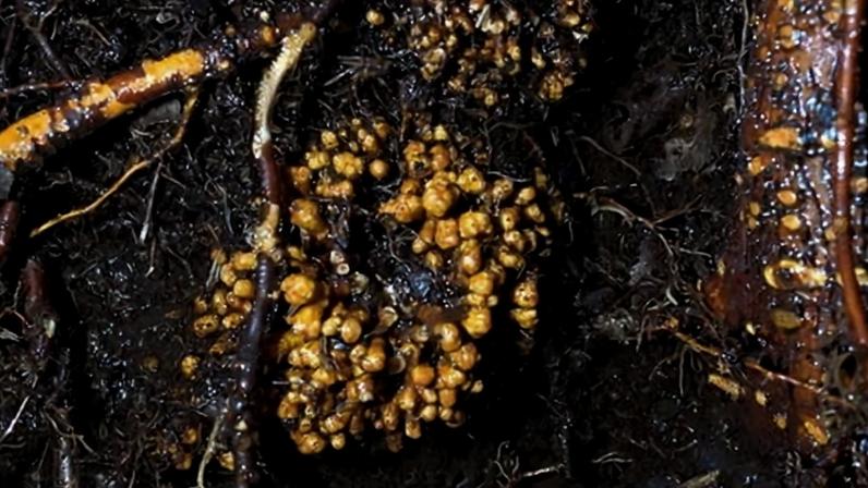 Arbuscular mycorrhizal fungi are networks of tubular cells called hyphae.