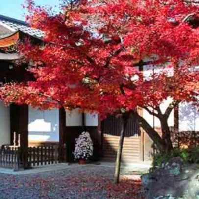 Bordo-japonês se destaca entre as árvores ornamentais mais apreciadas
