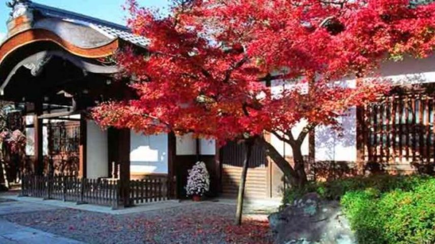Bordo-japonês se destaca entre as árvores ornamentais mais apreciadas