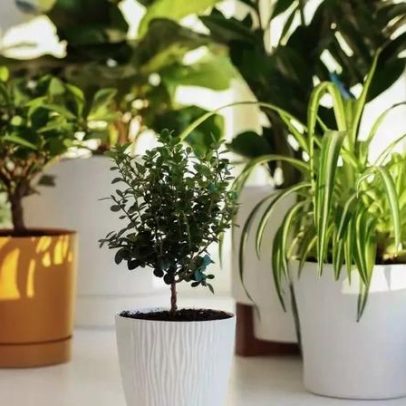Araceli, especialista em plantas, afirma que vinagre ajuda no cuidado de plantas