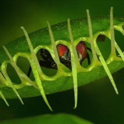 Cientistas revelam mecanismo por trás do rápido fechamento da dioneia