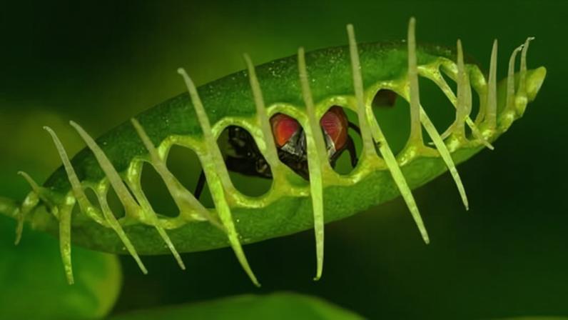 ‘It’s very surprising that plant cell walls can tune their mechanical properties so fast,’ Dr Yoël Forterre said.