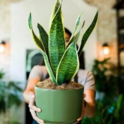 Plantas de fácil cuidado para quem não tem tempo