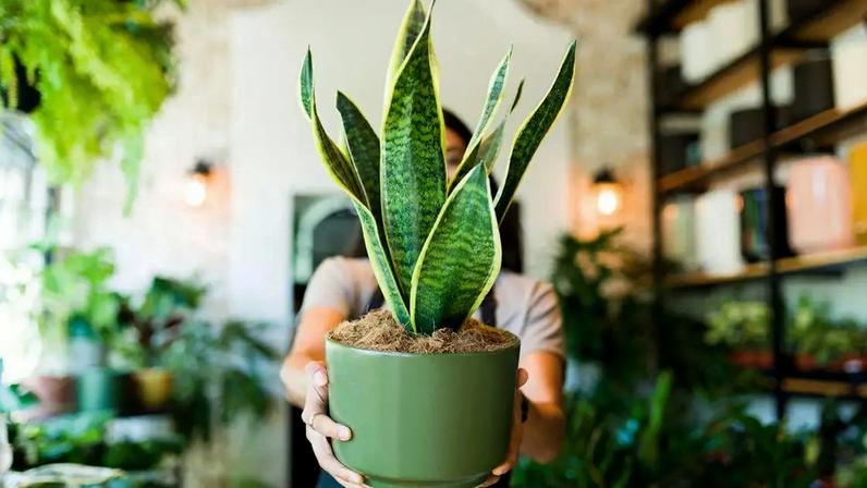 Veja quais são as plantas mais resistentes
