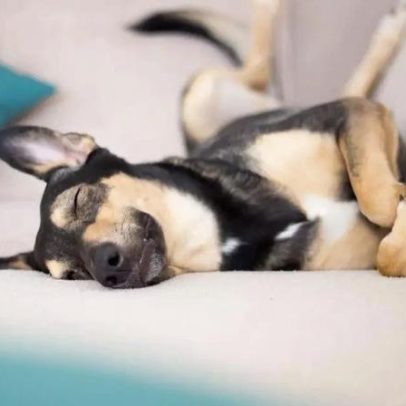 Por que cães preferem dormir colados aos seus tutores