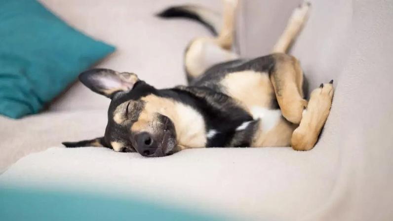 Dormir perto do tutor é um comportamento natural para muitos cães