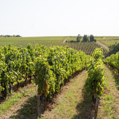 Crise no vinho: 4.400 hectares de vinhedos de Bordéus buscam futuro
