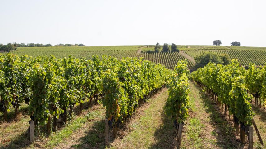 Crise no vinho: 4.400 hectares de vinhedos de Bordéus buscam futuro