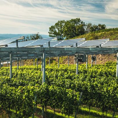 Viticultores instalam painéis fotovoltaicos para enfrentar o gelo
