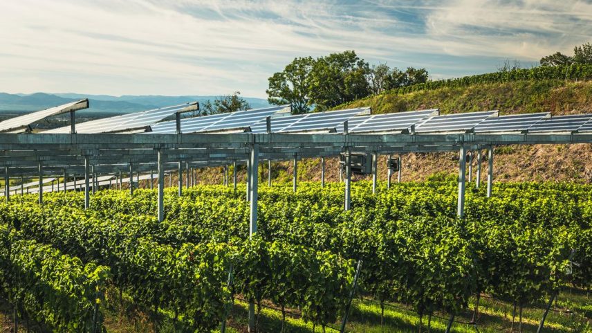 Viticultores instalam painéis fotovoltaicos para enfrentar o gelo