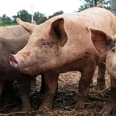 Uso de antibióticos em animais pode subir até 33% em 15 anos, alerta ONU