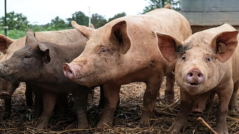Uso de antibióticos em animais pode subir até 33% em 15 anos, alerta ONU