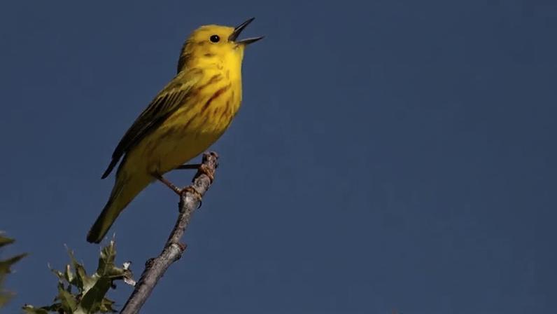 Para a biologia, entender por que as aves cantam e de que forma utilizam esses sinais sonoros ajuda a revelar relações ecológicas, estratégias de sobrevivência e até impactos da atividade humana sobre o ambiente – depositphotos.com / steve_byland