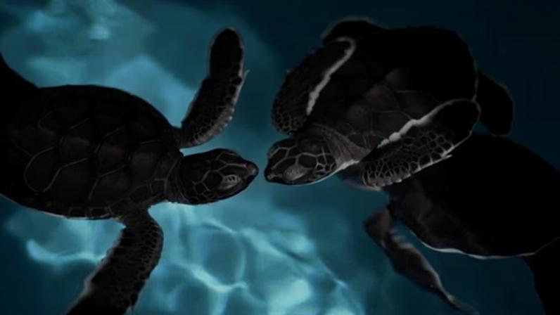 Sea turtle hatchlings in Indonesia. China regularly makes claims of espionage efforts in nearby waters, including the South China Sea, the East China Sea and the Taiwan Strait.