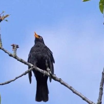 Diário de campo: não há canto de melro igual ao da minha rua