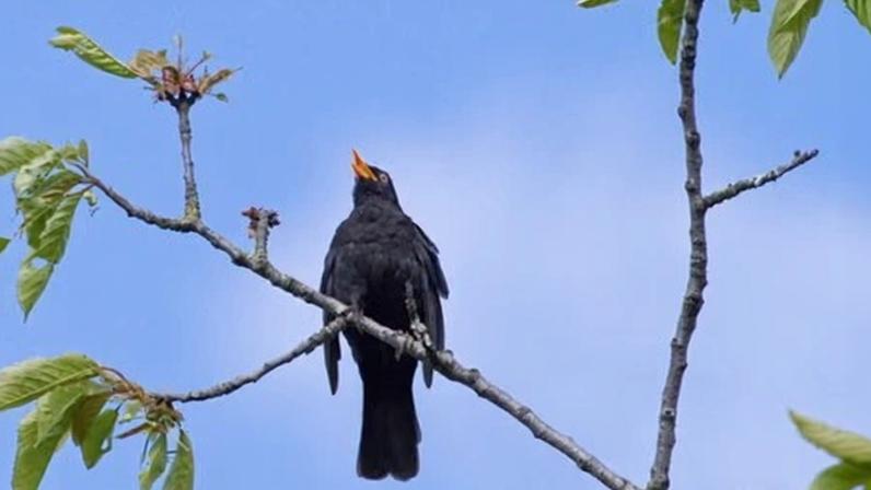 A male blackbird singing his song.