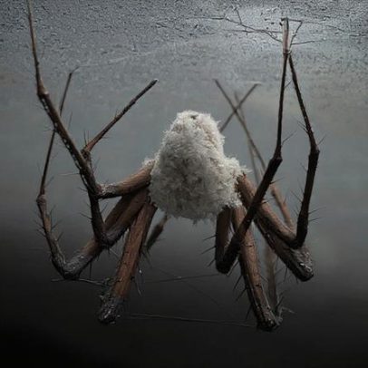 Aranha da Amazônia imita fungo parasita para caçar com camuflagem