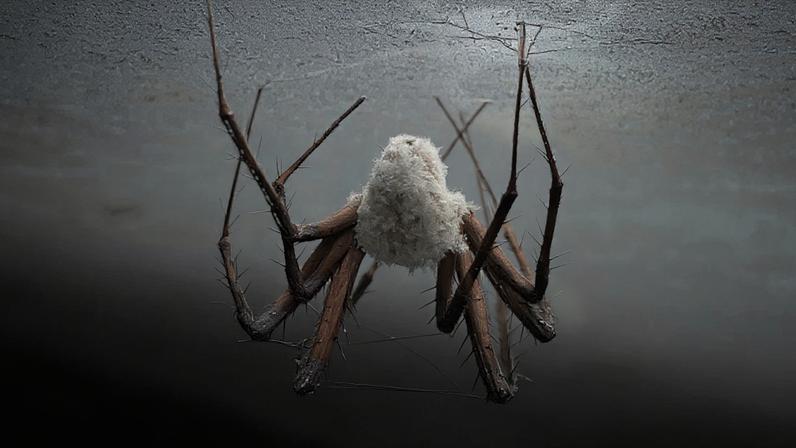 O abdômen apresenta formas irregulares e cores discretas, geralmente em tons esbranquiçados ou amarronzados, semelhantes a massas de fungo que surgem em troncos úmidos. – (Fungal Systematics and Evolution/Reprodução)