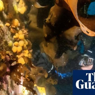 Pequena criatura marinha antártica pode ajudar no tratamento do melanoma