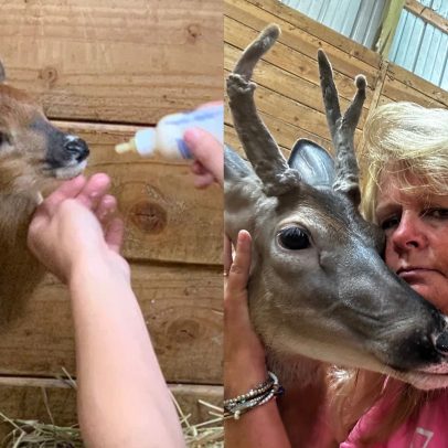 Americana é julgada por posse ilegal de cervo; afirma que animal é seu bebê