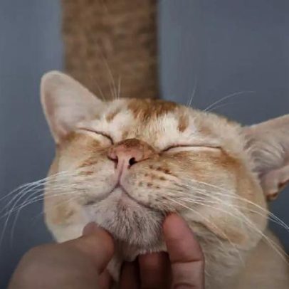 Como ganhar a confiança do seu gato: 7 dicas práticas