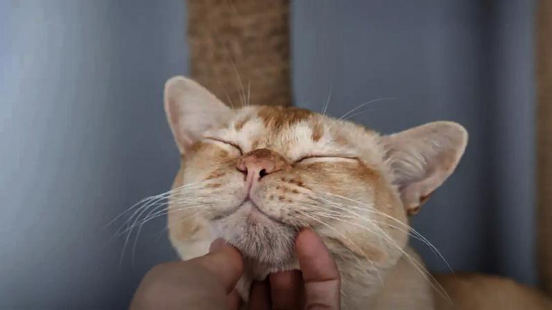 Algumas atitudes simples no dia a dia podem fazer toda a diferença para fortalecer a relação com o gato