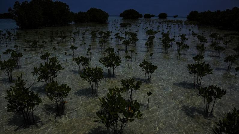 Árvores de mangue espalhadas pela água do mar rasa e clara, com conjuntos de árvores mais densos ao fundo
