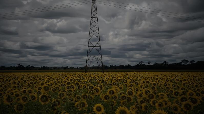 A sunflower plantation for vegetable oil production in Mato Grosso state, Brazil.