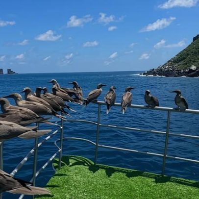 As maravilhas subaquáticas da minha viagem única às Galápagos